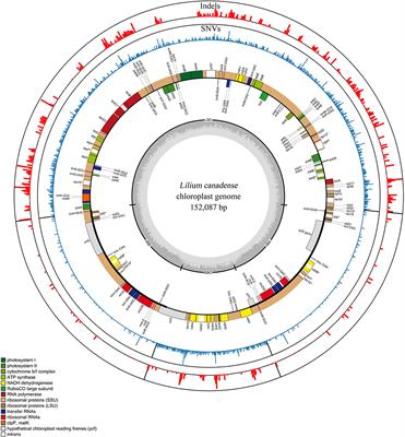 Phylogenetic Analysis of Wild Species and the Maternal Origin of Cultivars in the Genus Lilium Using 114 Plastid Genomes